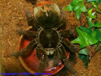 Theraphosa leblondi